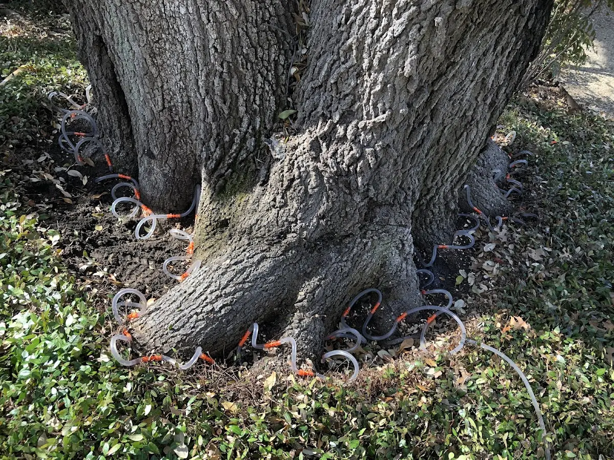 Detailed Tree Cabling and Bracing job site in High Bridge