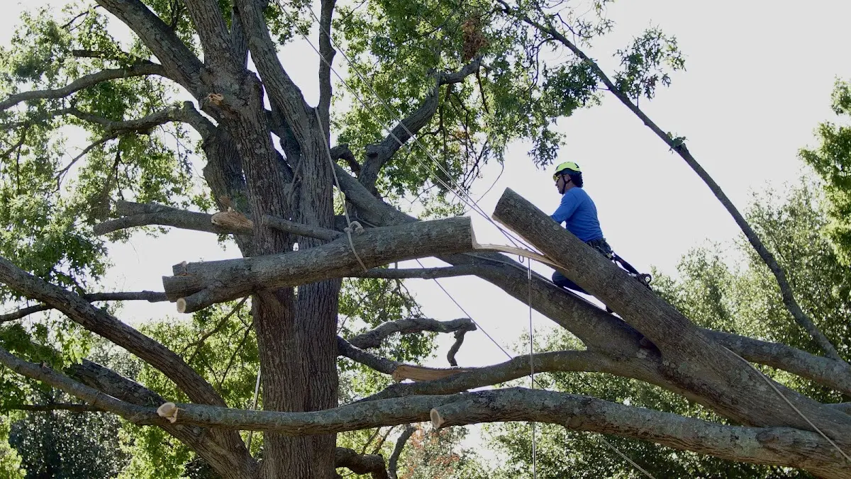Professional Crown Thinning performed by certified arborists in High Bridge