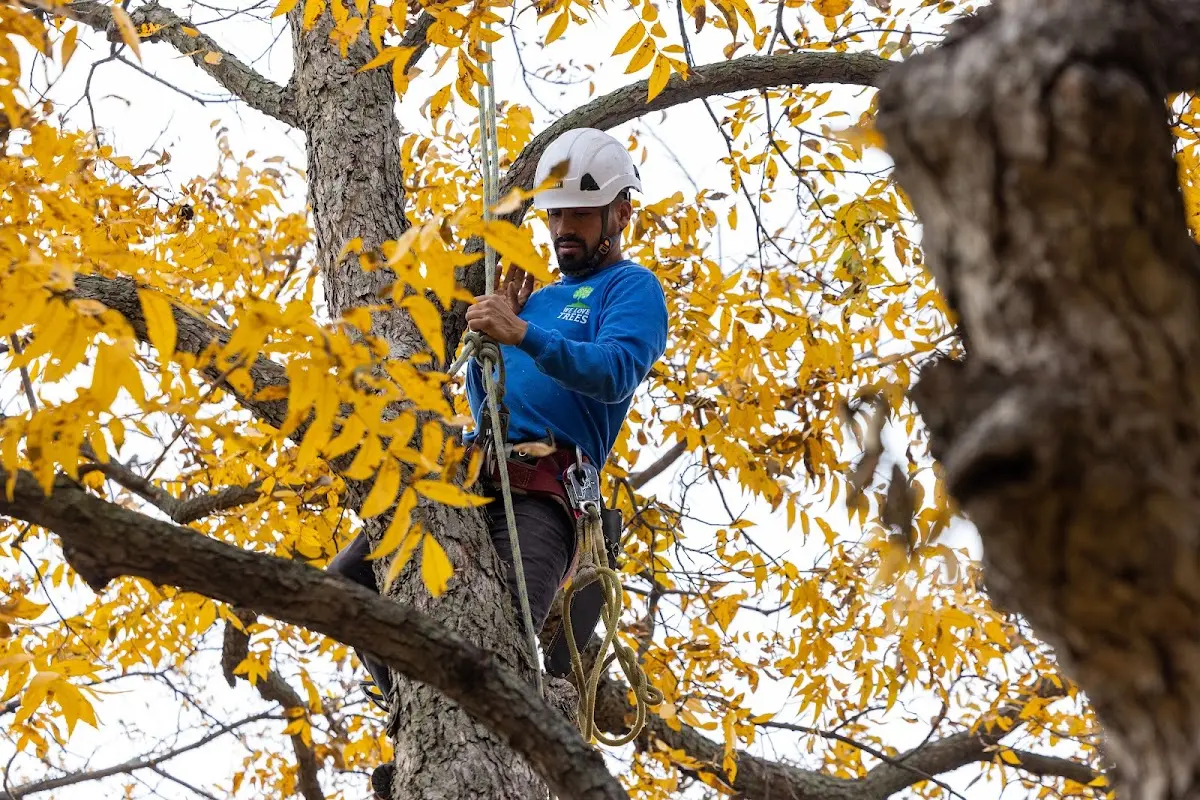 Skilled Storm Damage Cleanup crew working in High Bridge